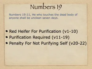 Numbers 19 Outline