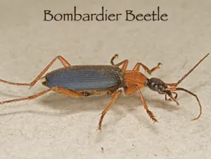 Job 41 - Bombardier Beetle