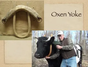 Jeremiah 28 - Oxen Yoke