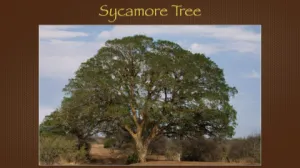 Luke 19 - Sycamore Tree